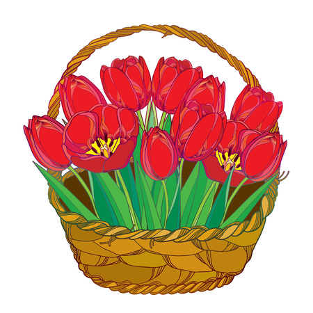 Vector bouquet with outline red tulips flowers and green leaves in the basket isolated on white. Ornate floral elements for spring design, greeting card, invitation. Basket of tulip in contour style.のイラスト素材