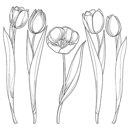 Set with outline tulips flowers isolated on white.のイラスト素材