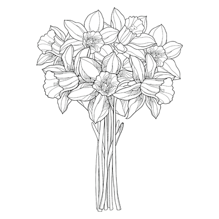 Vector bouquet with outline narcissus or daffodil flowers in black isolated on white. Ornate floral element for spring design, greeting card, coloring book. Bunch of narcissus flower in contour style.のイラスト素材