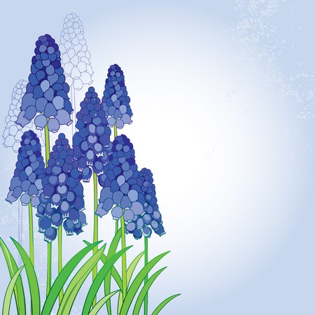 Bouquet with outline blue muscari or grape hyacinth flowers and green leaves on the pastel background.のイラスト素材
