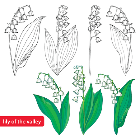 Set with outline Lily of the valley or Convallaria flowers and leaves isolated on white.のイラスト素材