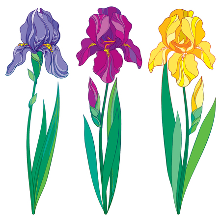 Set with outline purple, lilac and yellow Iris flower, bud and leaves isolated on white background.のイラスト素材
