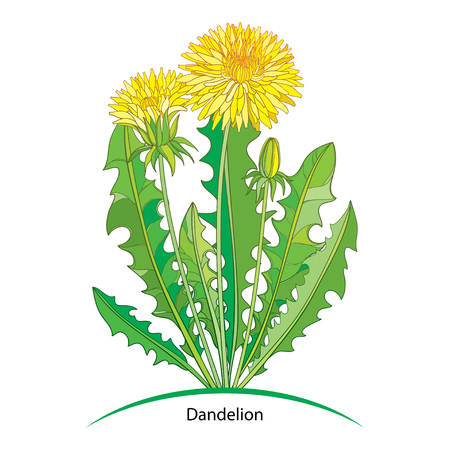 Bouquet with outline yellow Dandelion or Taraxacum flower, bud and green leaves.のイラスト素材
