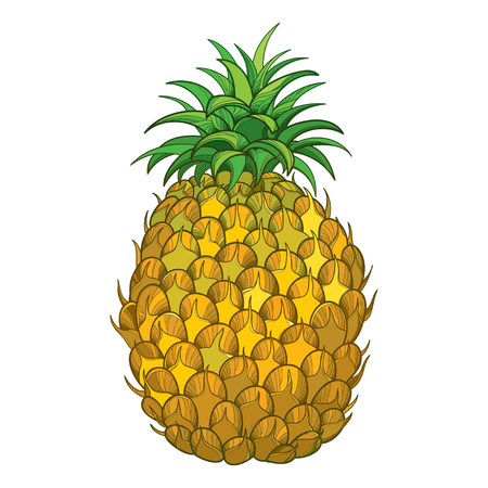 Drawing with outline Ananas or Pineapple fruit in yellow and green leaf isolated on white background. Perennial tropical plant in contour style for summer design, juicy or fresh food menu.のイラスト素材