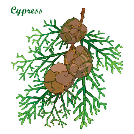 Bunch with outline Cypress or Cupressus sempervirens.のイラスト素材