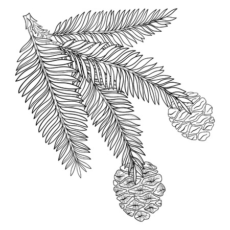 Branch with outline Sequoia or California redwood in black isolated on white background. Branch of coniferous tree with pine and cones in contour style for botanical design and coloring book.のイラスト素材