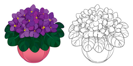 Bouquet with outline Saintpaulia or African violet flower in round pot. Purple flowers and foliage isolated on white background. Viola in contour style for floriculture design or coloring book.のイラスト素材