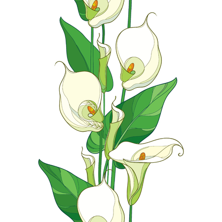 Seamless pattern with outline Calla lily flower or Zantedeschia. Pastel flower, bud and green leaves on the white background. Floral pattern in contour style with calla for summer design.のイラスト素材