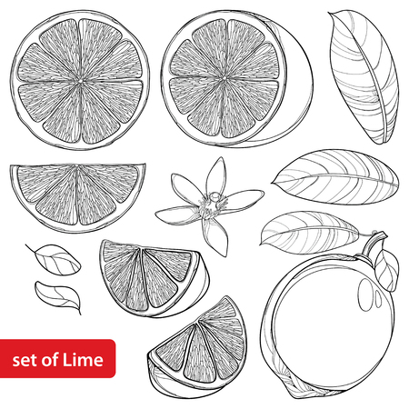 Set with outline Lime isolated on white background. Half and whole fruit, sliced ââpieces, leaf and Lime flower in black.のイラスト素材
