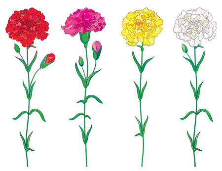 Set with outline red, pink, pastel white and yellow Carnation or Clove flower, bud and leaf isolated on white background.のイラスト素材