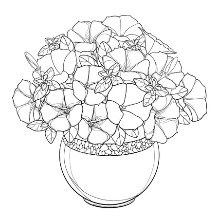 Bouquet with outline Petunia flower, leaf and bud in ornate round flowerpot in black isolated on white background. Garden ornamental plant in contour style for summer design and coloring book.のイラスト素材