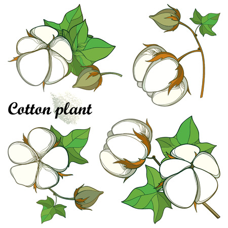 Cotton plant template designのイラスト素材