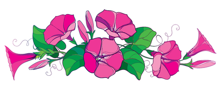 Horizontal bunch with outline Ipomoea or Morning glory flower bell in pastel pink, green leaf and bud isolated on white background. Perennial climbing plant in contour style for summer design.のイラスト素材