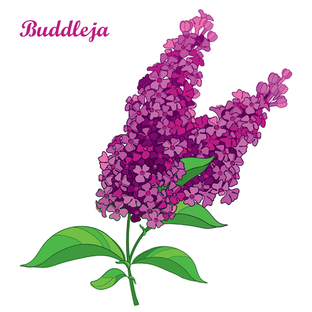 Branch with outline pink Buddleja or butterfly bush flower bunch and ornate leaf isolated on white background. Blooming plant Buddleja in contour style for summer design.のイラスト素材
