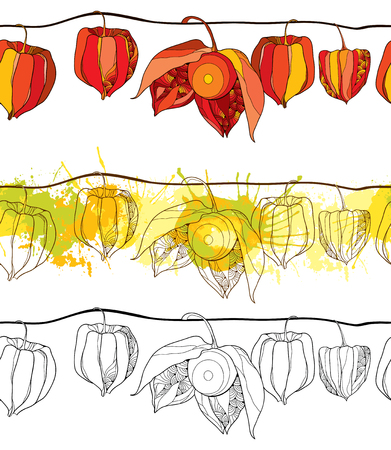 Seamless pattern with outline Physalis or Cape gooseberry or Ground cherry fruit isolated on white background. Horizontal border of contour Physalis for autumn design or coloring book.のイラスト素材