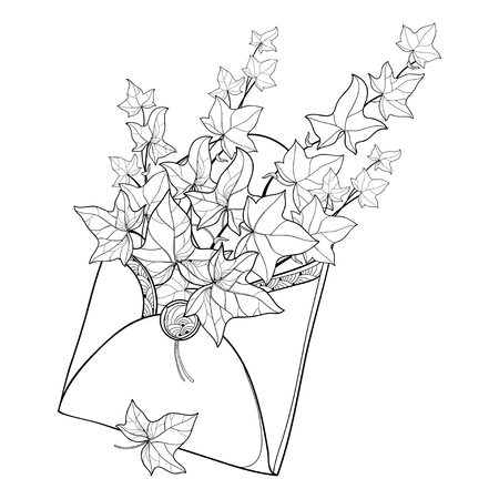 Bunch of outline Ivy or Hedera vines in open craft envelope. Ornate leaves of Ivy in black isolated on white background. Perennial climbing plant in contour for summer design or coloring book.のイラスト素材