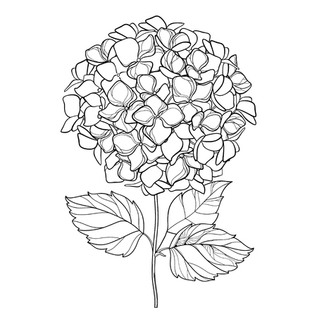 Vector Of Blue Hydrangea Ajisai Flower Id Royalty Free Image Stocklib
