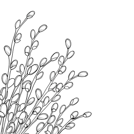 Branch with blooming pussy willow isolated.のイラスト素材
