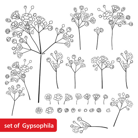 Babys Breath Royalty Free Stock Illustrations And Vectors Stocklib