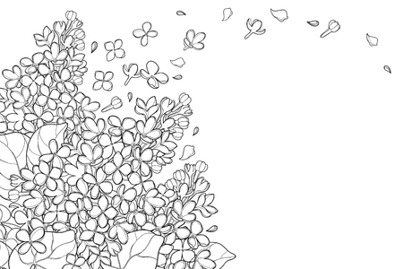 Corner bouquet with Lilac or Syringa flower isolated on white background.のイラスト素材