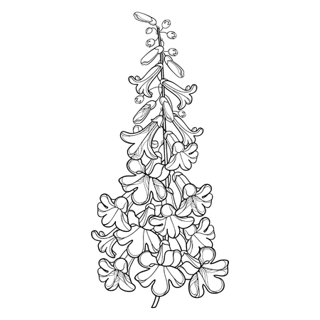 Blooming paulownia for spring coloring book isolated.のイラスト素材