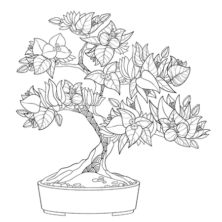 Tropical Bougainvillea bonsai in contour for summer coloring book.のイラスト素材