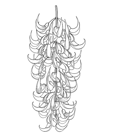 Bunch of turquoise Jade vine isolated.のイラスト素材