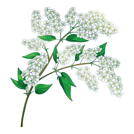 Contour blooming bird cherry twig for spring design.のイラスト素材