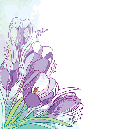 Corner bouquet with crocus or saffron flower.のイラスト素材