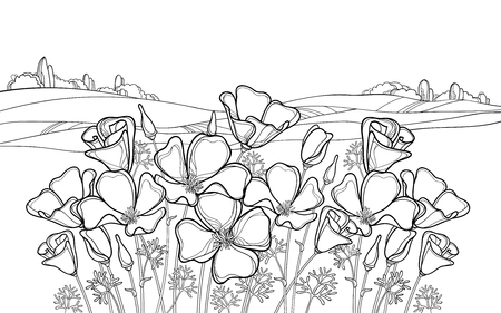 Landscape with California poppy for summer coloring book.のイラスト素材