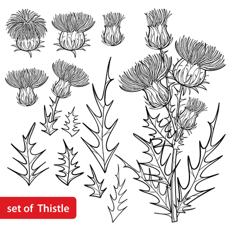 Set with outline welted Thistle or Carduus plant isolated.のイラスト素材