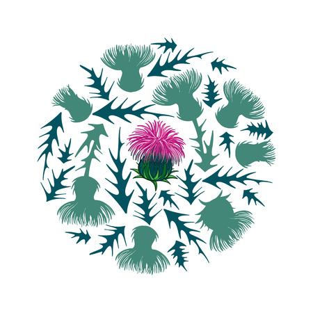 Pink Thistle or Carduus plant, bud and flower isolated.のイラスト素材