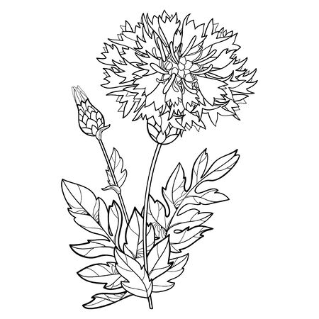 Bunch of Centaurea or Persian cornflower isolated.のイラスト素材