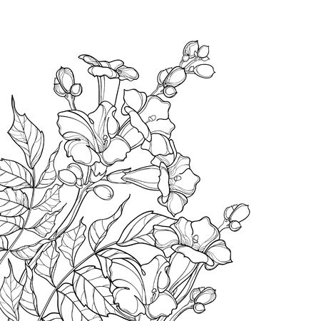 Corner bouquet of Campsis or trumpet vine isolated.のイラスト素材
