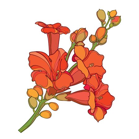 Orange Campsis or trumpet vine flower bunch isolated.のイラスト素材