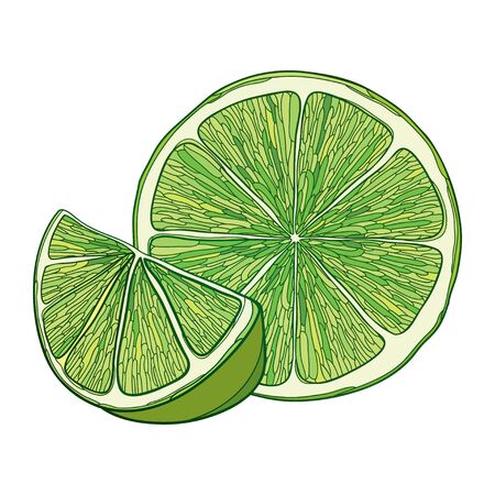Ripe green Lime slice and half fruit isolated.のイラスト素材