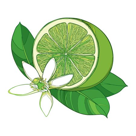 Green Lime half fruit, leaf and ornate flower isolated.のイラスト素材