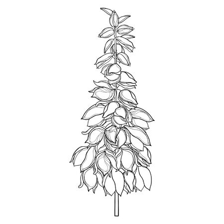 Outline Yucca flower bunch in black isolated.のイラスト素材