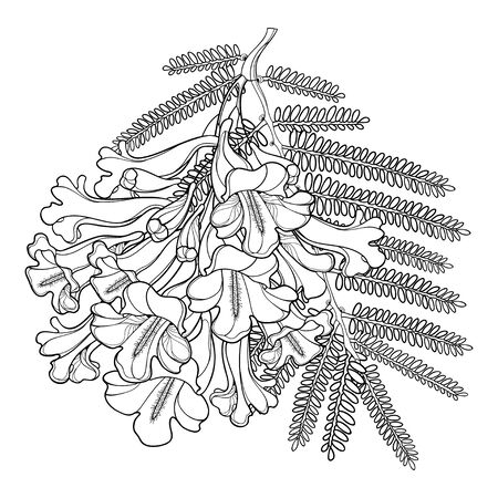 Branch of outline Jacaranda flower and leaf isolated.のイラスト素材