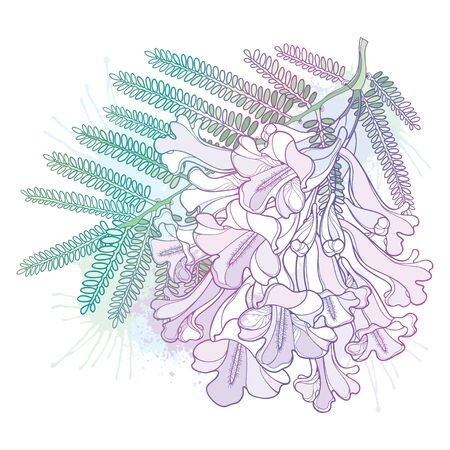 Branch of outline Jacaranda flower and leaf isolated.のイラスト素材