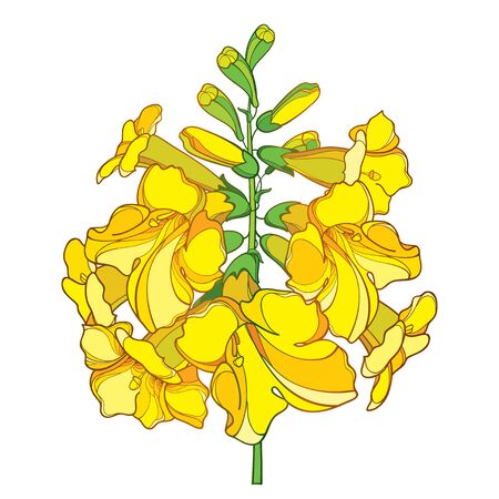 Branch of Tecoma or yellow Trumpet flower isolated.のイラスト素材