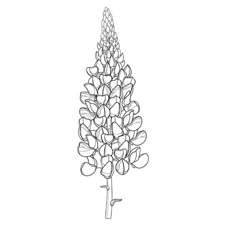 Stem of outline Lupine flower with bud isolated.のイラスト素材