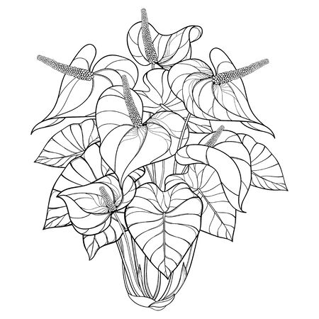 Bouquet of Anthurium flowers in black isolated.のイラスト素材