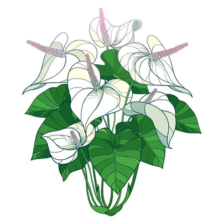 Bush of Anthurium flowers in pastel isolated.のイラスト素材