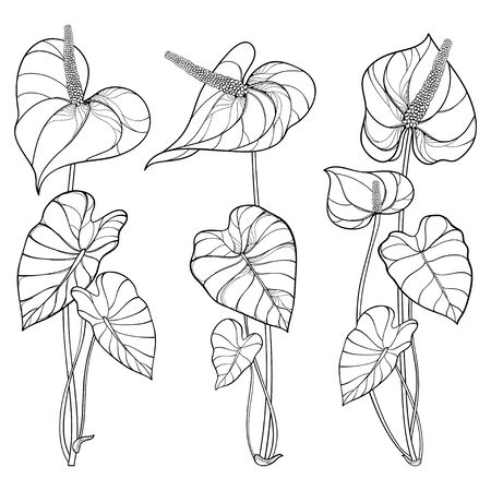 Set of Anthurium flower and leaf in black isolated.のイラスト素材