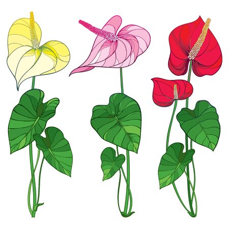 Set of Anthurium flowers and leaves isolated.のイラスト素材