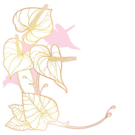 Corner bouquet of golden pink Anthurium isolated.のイラスト素材