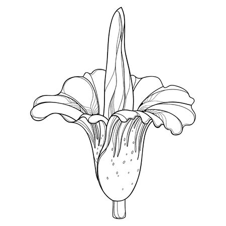 Amorphophallus or titan arum flower in black isolated.のイラスト素材