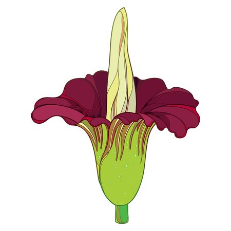 Amorphophallus or titan arum flower in red isolated.のイラスト素材