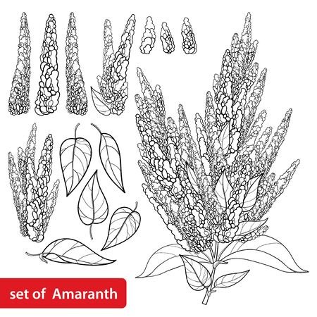 Set with outline Amaranth flower and leaves isolated.のイラスト素材